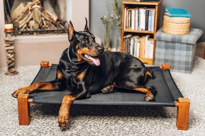 doberman pinscher on dog bed