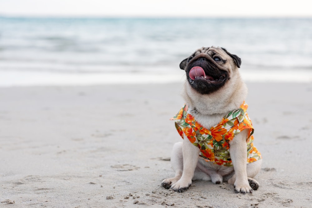 pug dog in a shirt on the beach