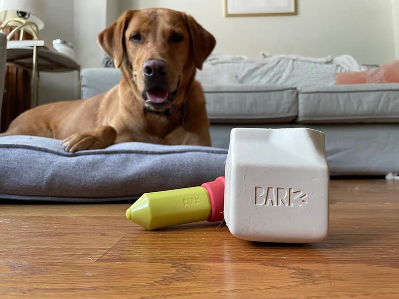 dog looking at the bark super chewer toys