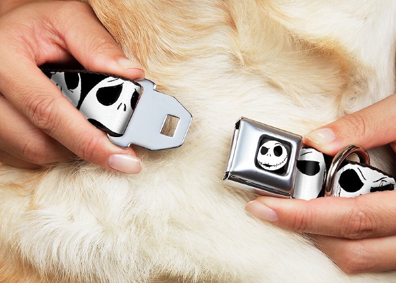 dog owner putting halloween collar on her dog