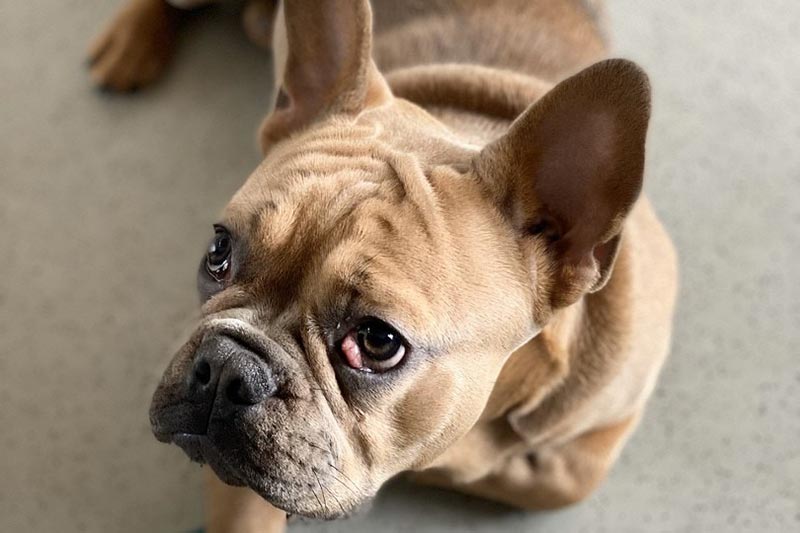 dog with cherry eye