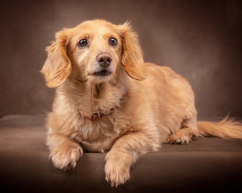 Finding English Cream Dachshunds