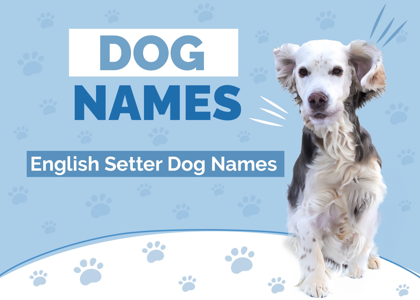 English Setter Dog Names