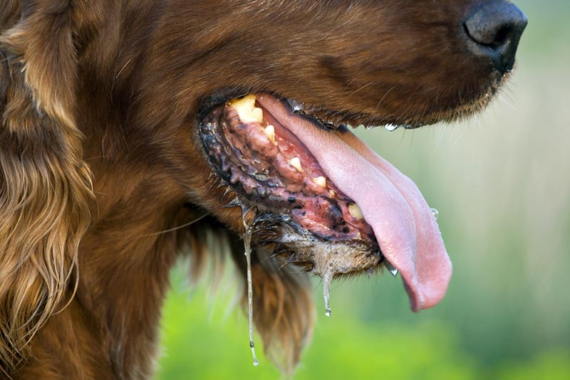 excessive drooling of irish setter dog