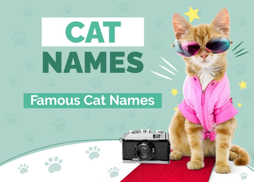 125 Famous Cat Names Our Top Picks For Your Popular Cat Hepper