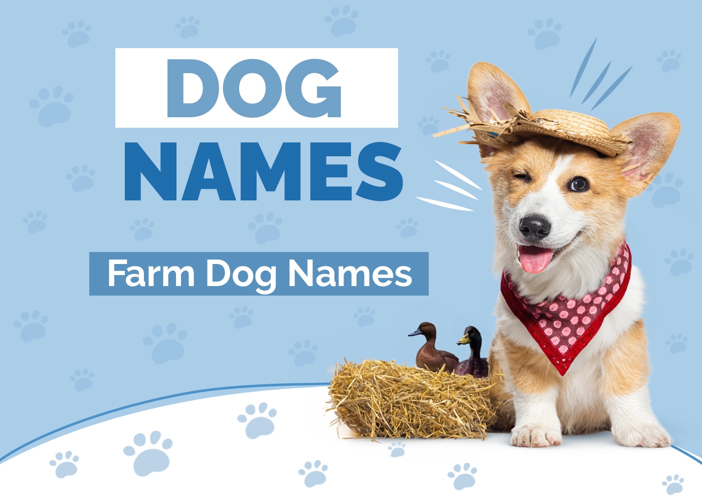 Farm Dog Names