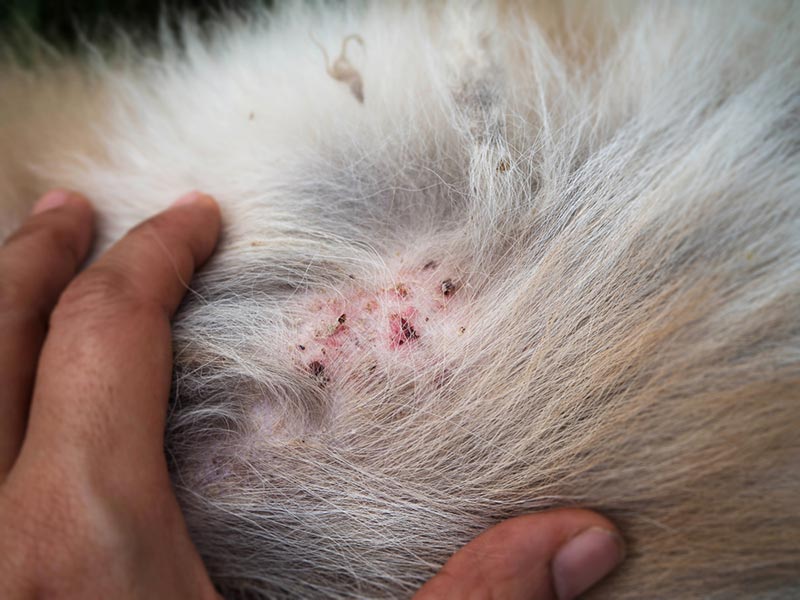 Why Is My Dog Losing Hair in Patches and Scabs? (Vet Answer) | Hepper