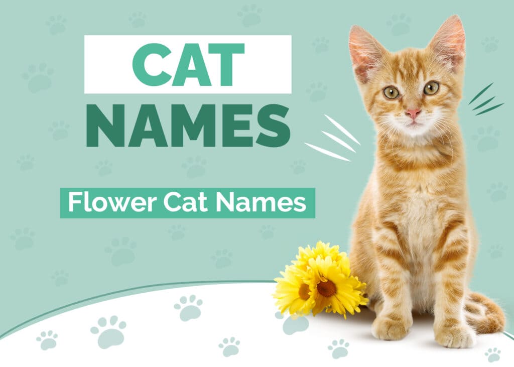 Flower Names for Cats