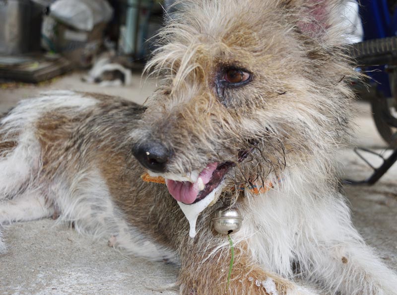 foaming at dog's mouth