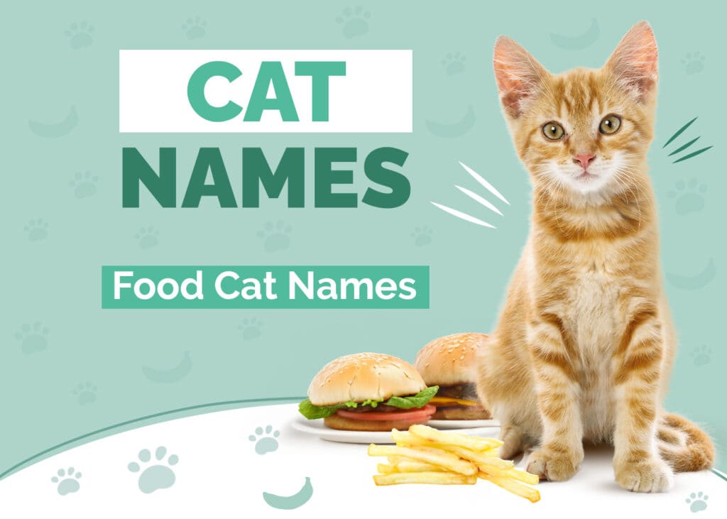 Food Names For Cats