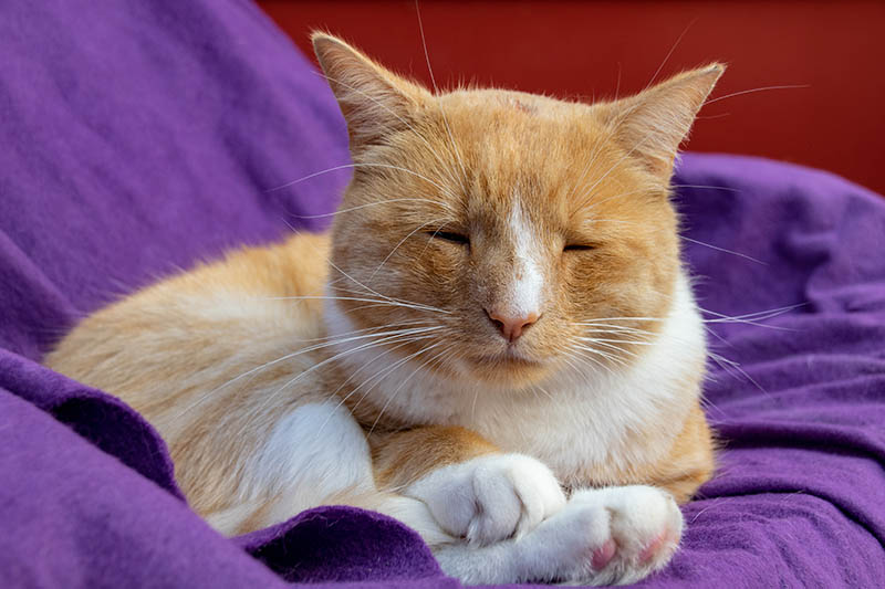 ginger cat with swollen and wounded nose