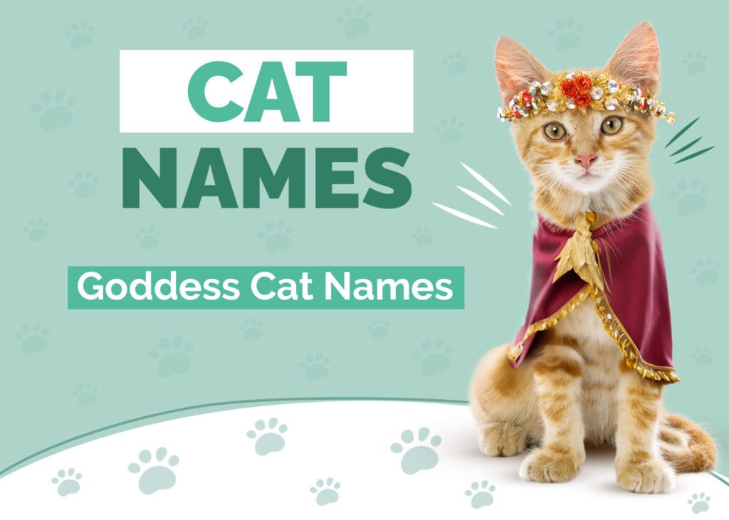 Goddess Cat Names