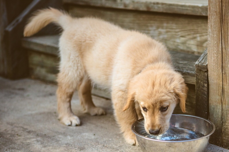 golden retriever puppy drinking water