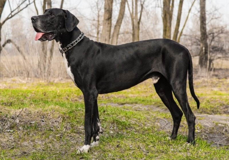 great dane dog in the woods
