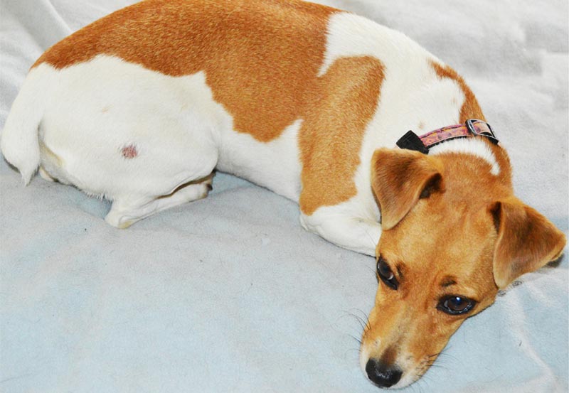 jack russell dog suffering from ringworm