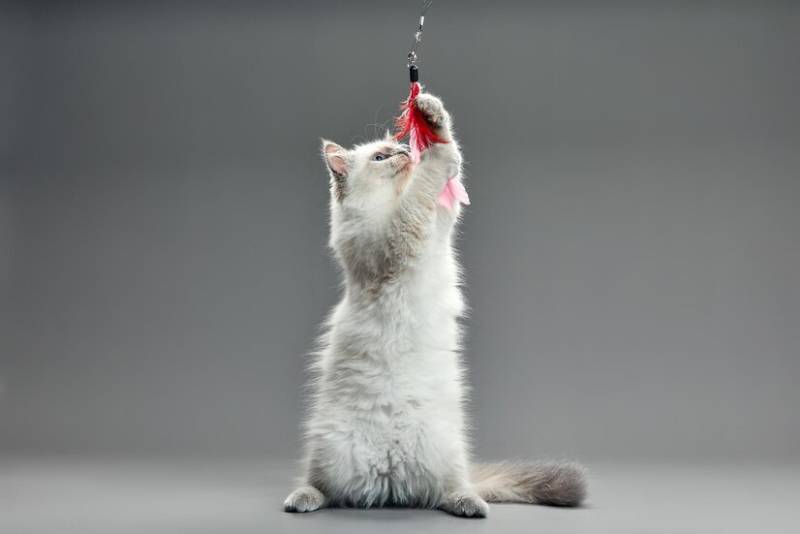 mèo con chơi với đũa lông