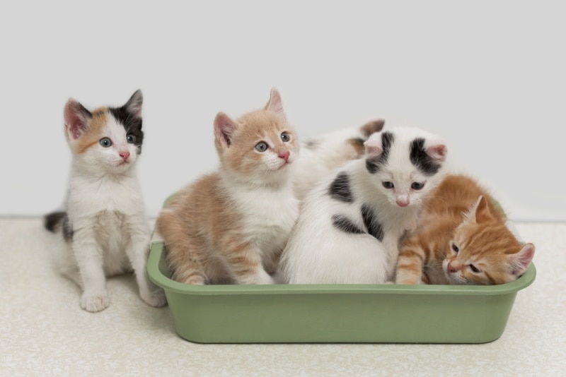 kittens in litter box