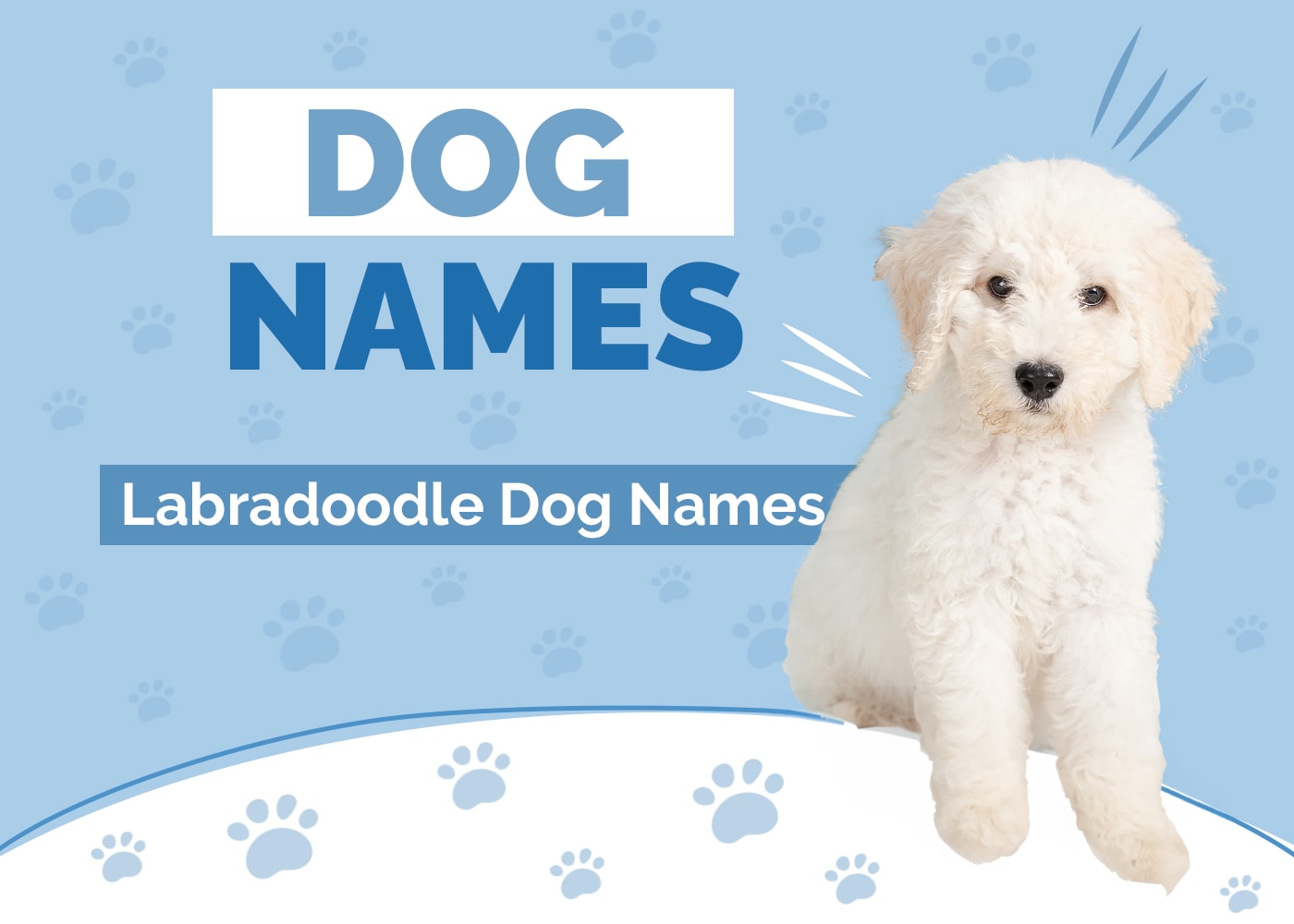 Labradoodle Names