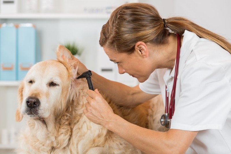 lady vet checking a golden retriever's ear