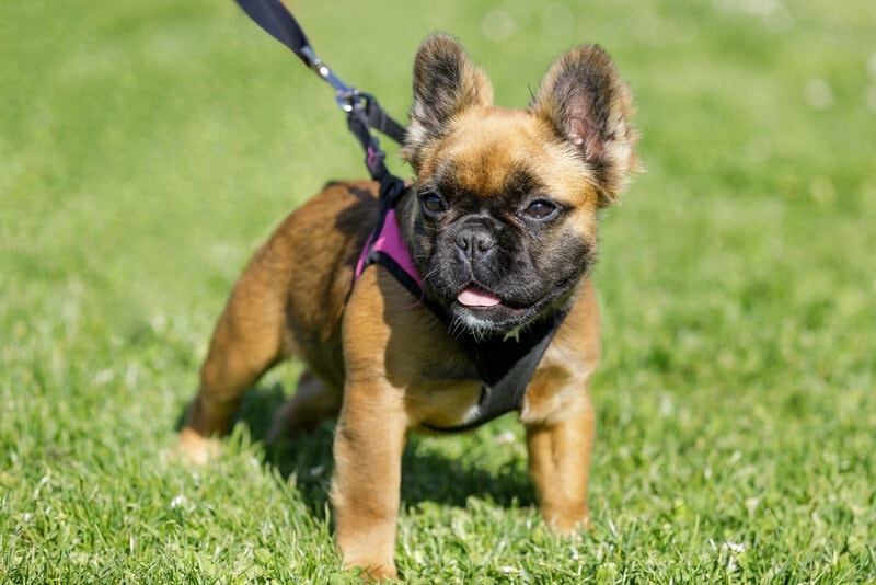 long-haired-fluffy-french-bulldog