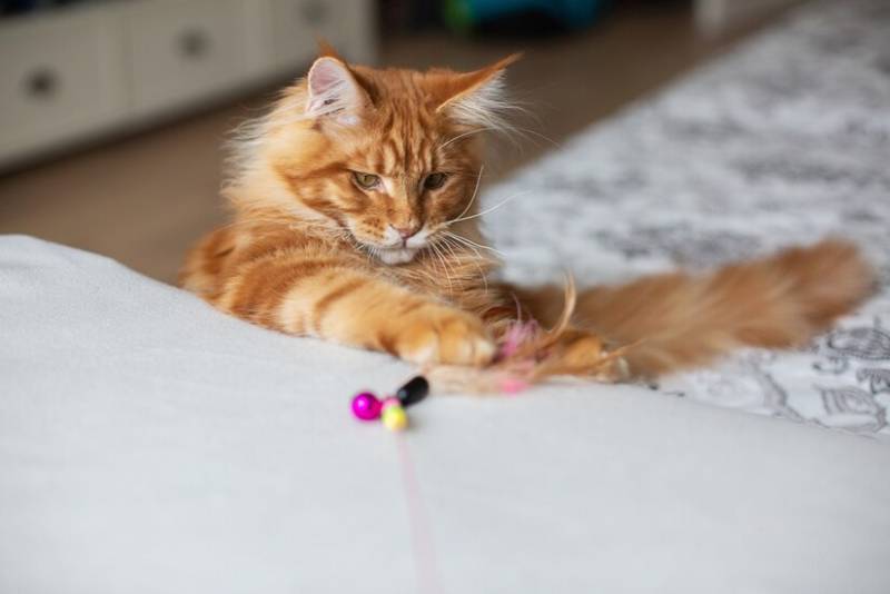 mèo con maine coon chơi với đồ chơi lông vũ