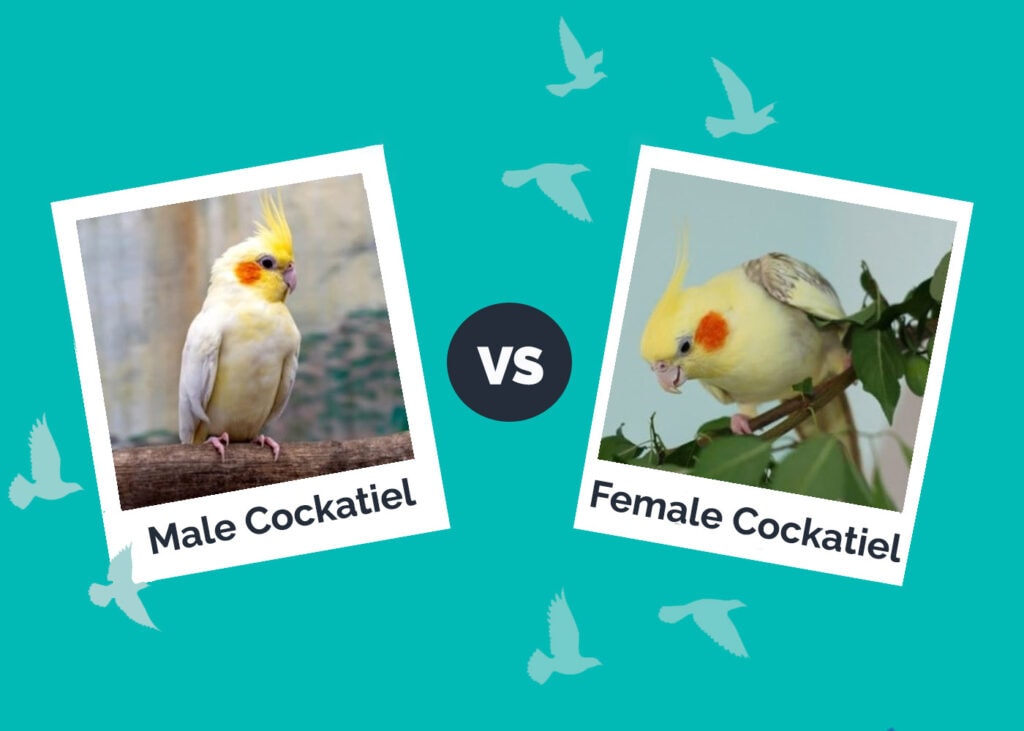 male cockatiel vs female hepper