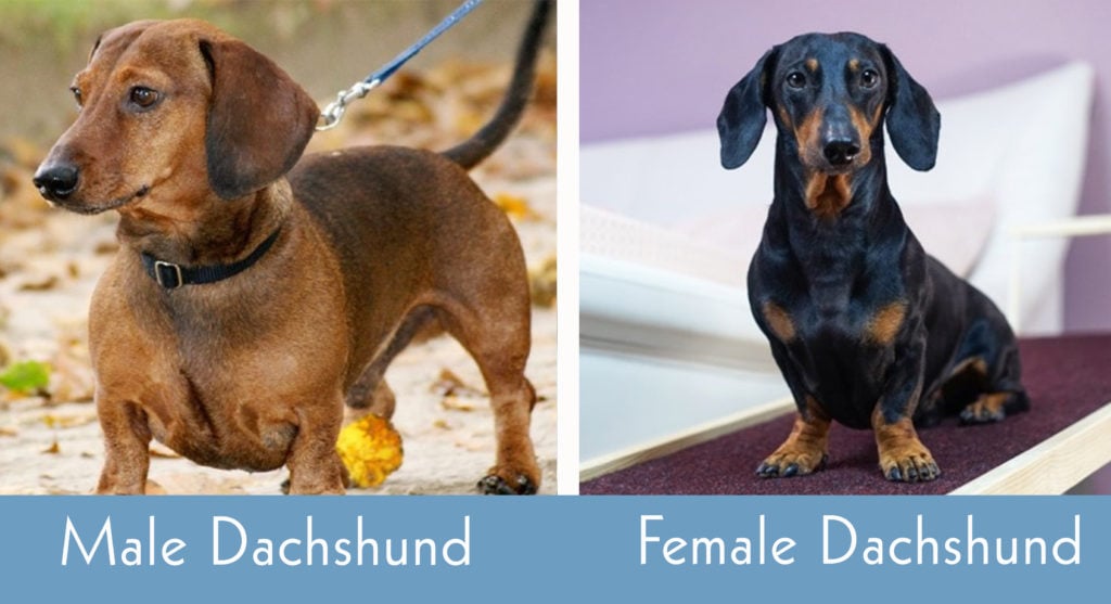 Male vs Female Dachshund Main Differences (With Pictures) Hepper