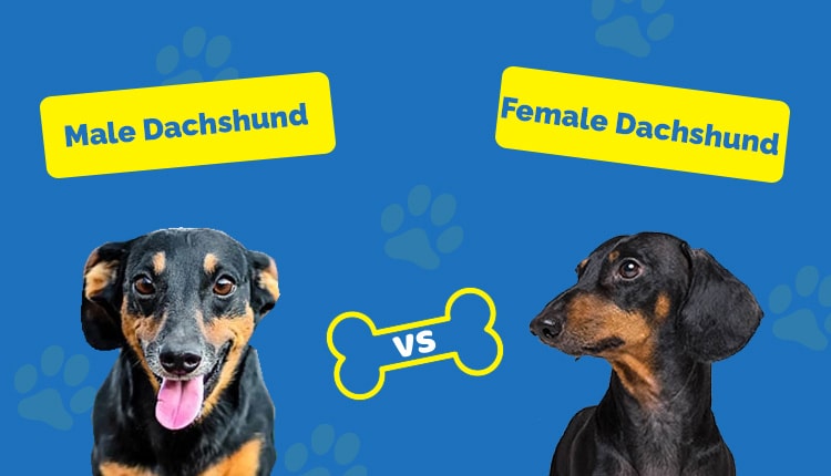 male vs female dachshund feature