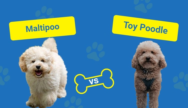 maltipoo vs toy poodle