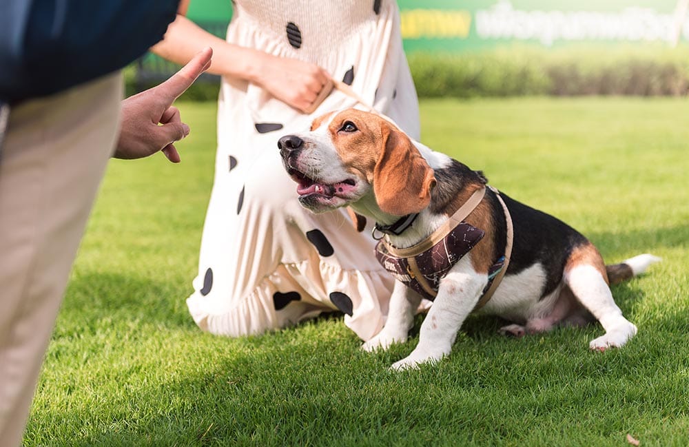 man teaching beagle puppy to sit and stay