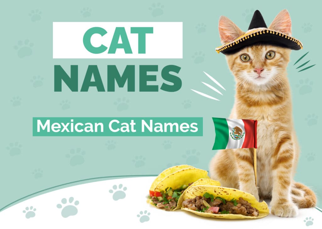 Mexican Cat Names