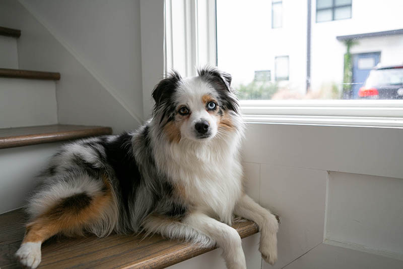 mini australian shepherd in the stairs