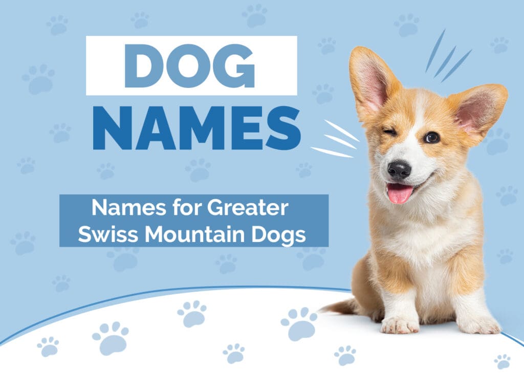 Names for Greater Swiss Mountain