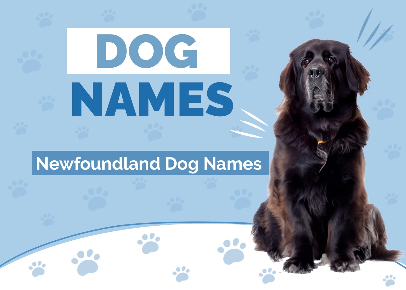 Newfoundland Dog Names