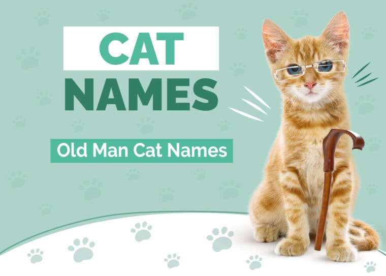 127 Old Man Names For Cats Our Top Picks For Your Adorable Cat Hepper 127-old-man-names-for-cats-our-top-picks-for-your-adorable-cat-hepper