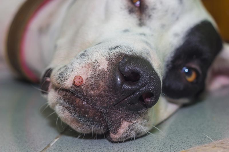 oral papilloma on dog's muzzle