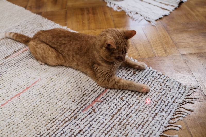 orange cat playing with laser pointer
