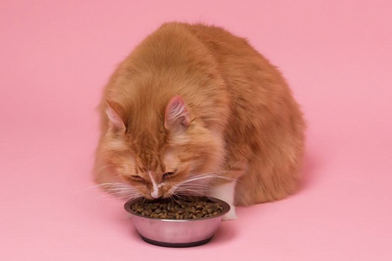 orange tabby eating dry cat food in a bowl