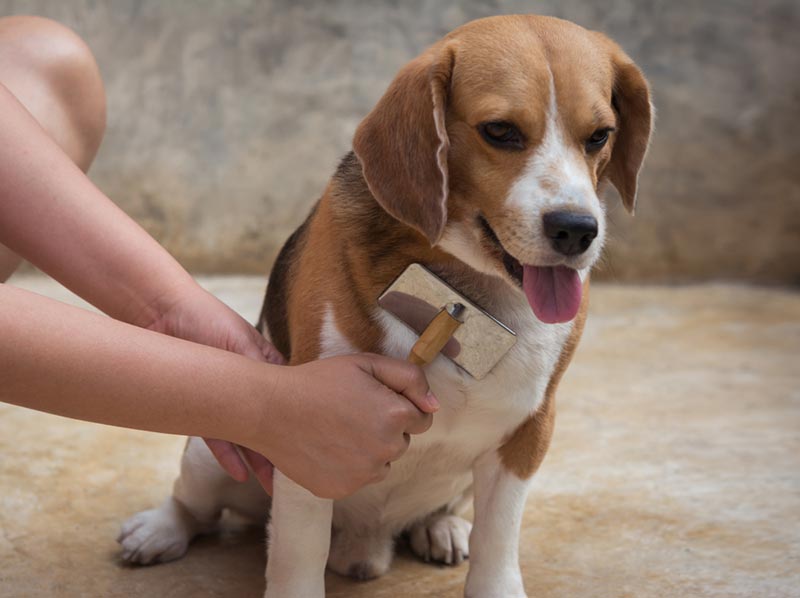 owner brushing beagle's fur