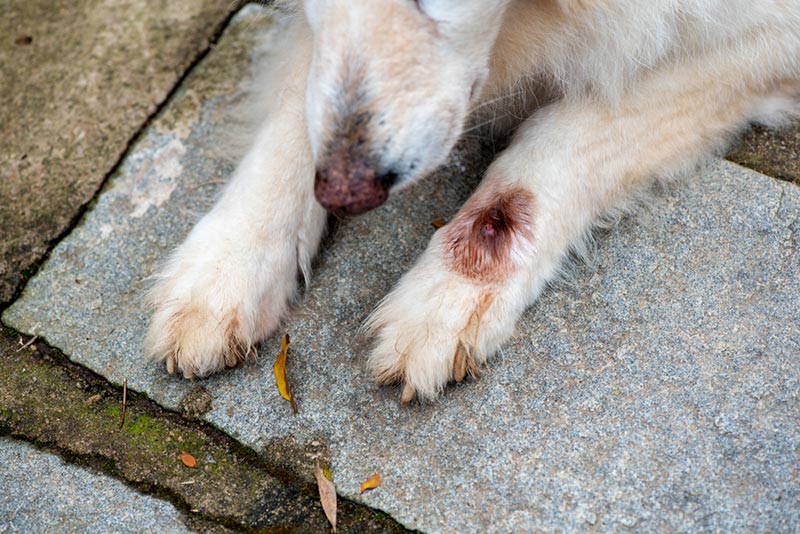 paw of a white german shepherd infected with botfly