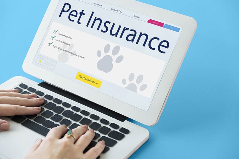 pet insurance website flashed on the tablet