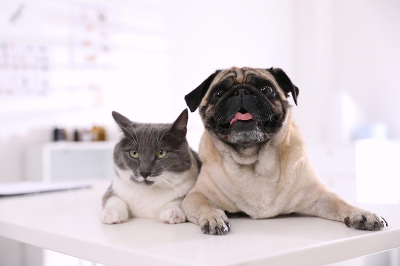 pug dog and cat on white table in vet clinic
