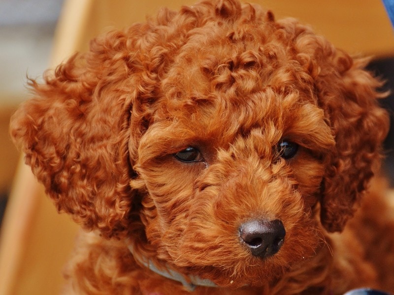 red toy poodle