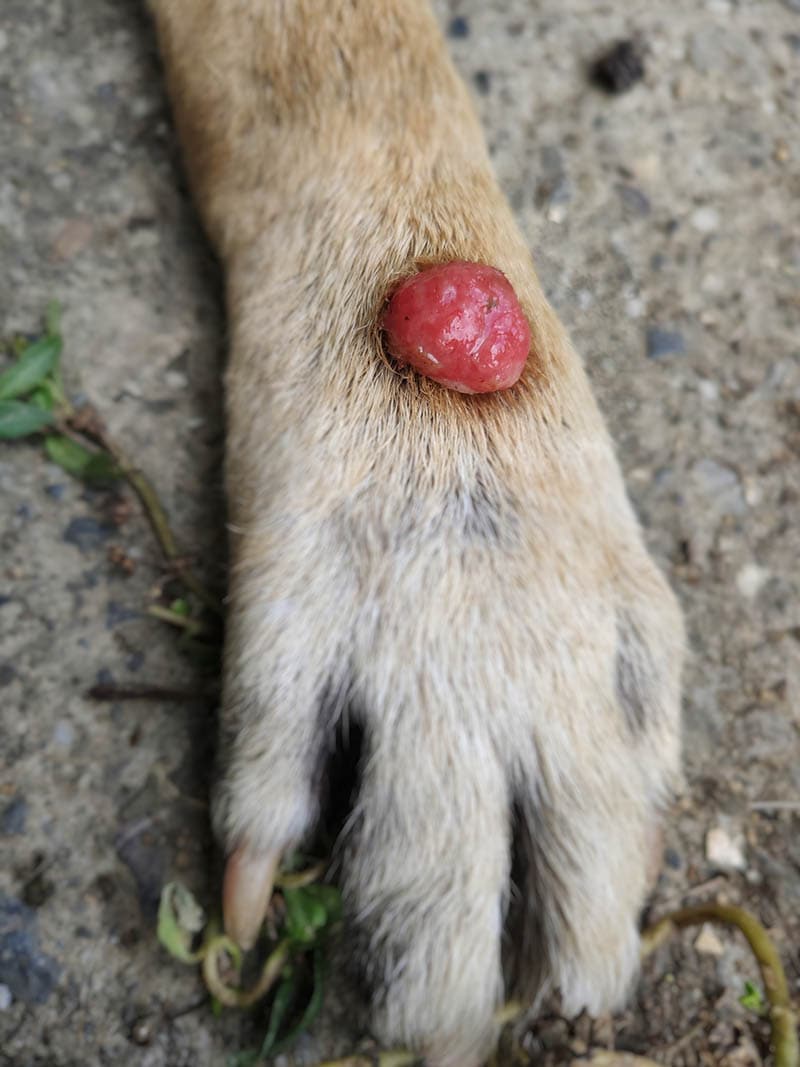 red wounded wart on dog's foot histiocytoma