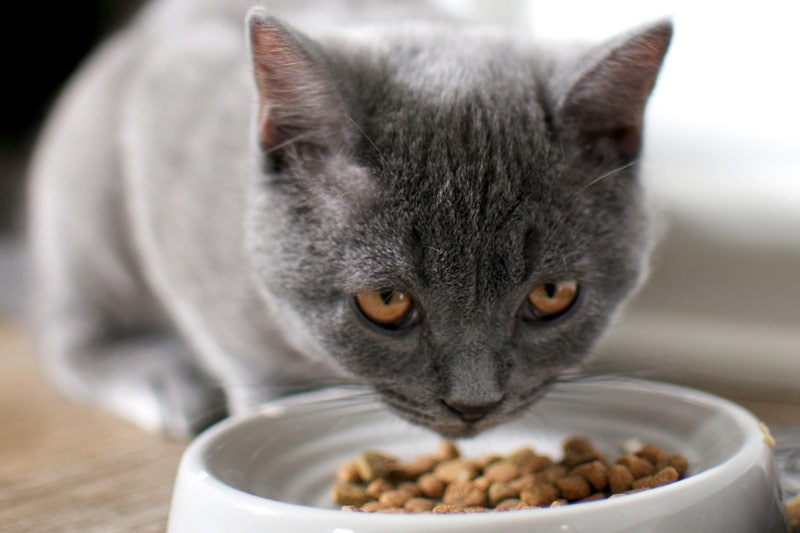 russian blue cat eating dry food in bowl