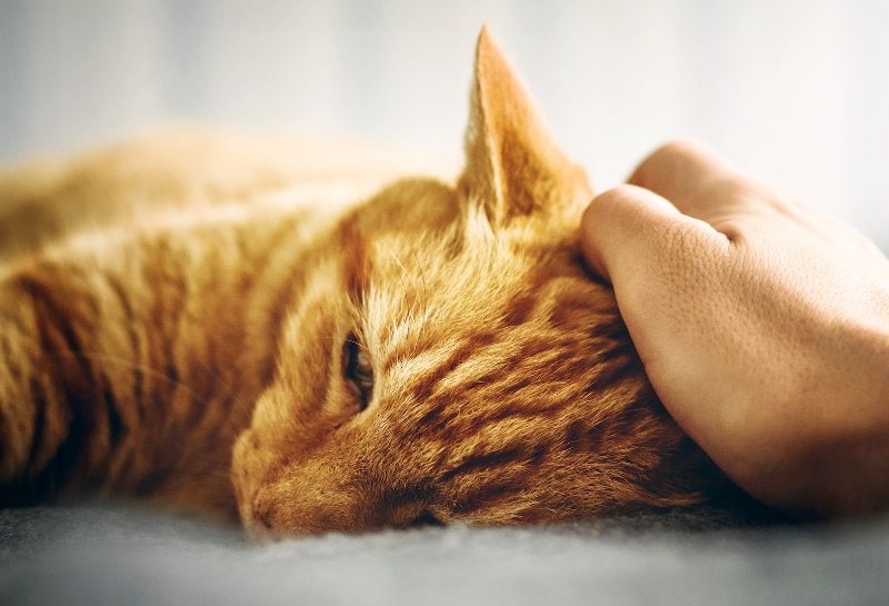 chú mèo mướp màu cam buồn bã nằm xuống và được một bàn tay vuốt ve