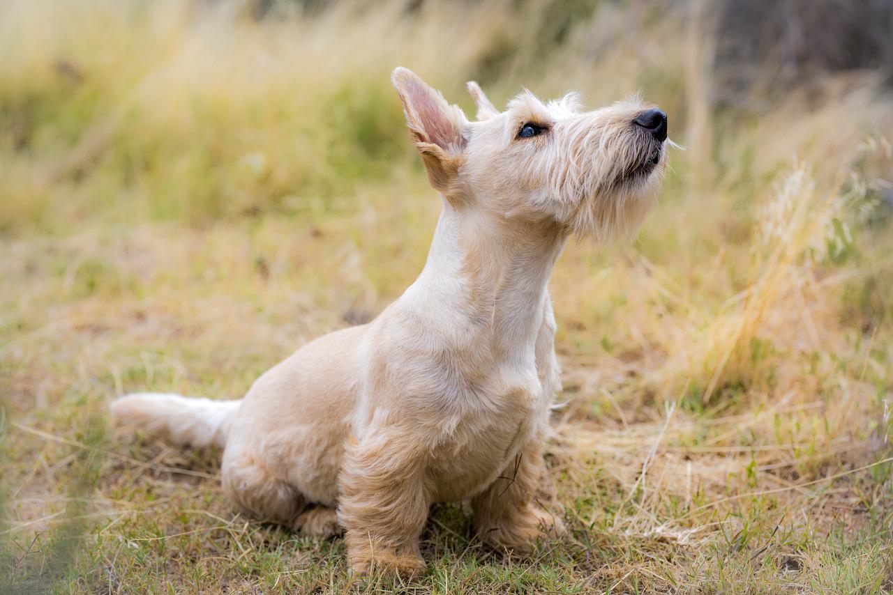 scottish terrier dog on grass