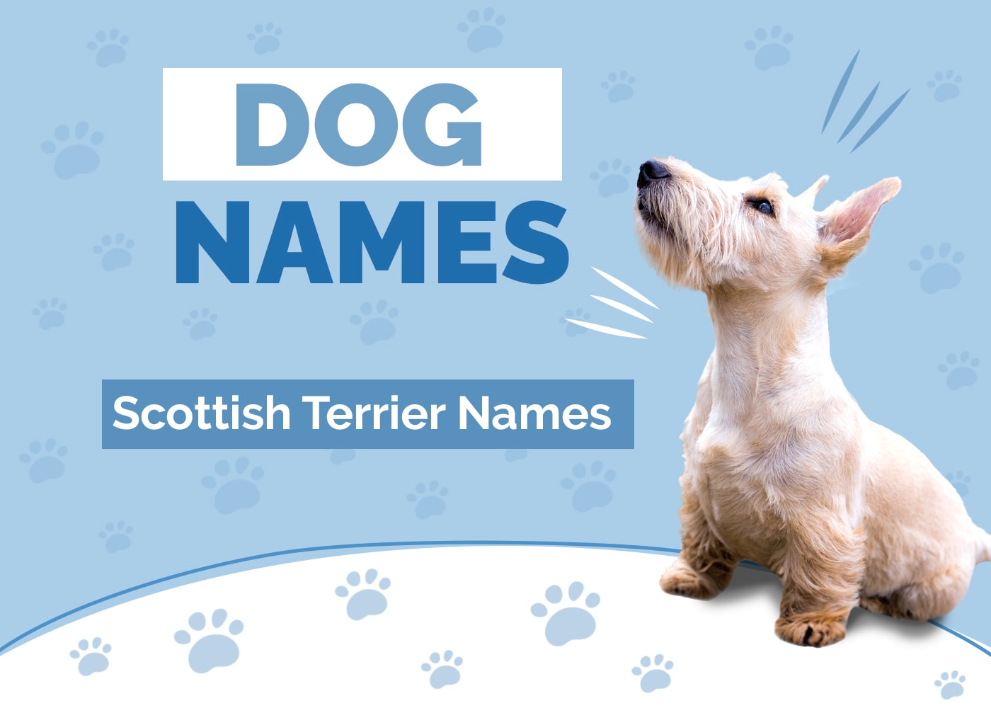 Clever Scottish Terrier Names