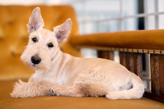 scottish terrier sitting on couch