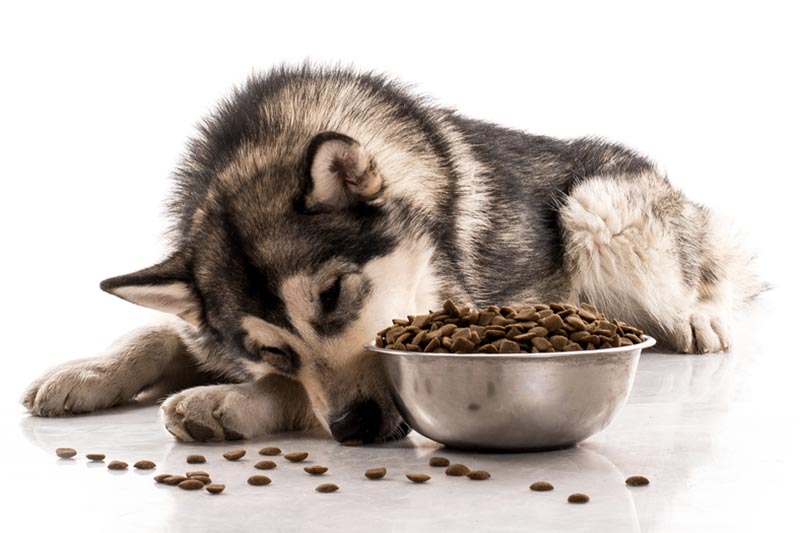 siberian husky eating dry dog food